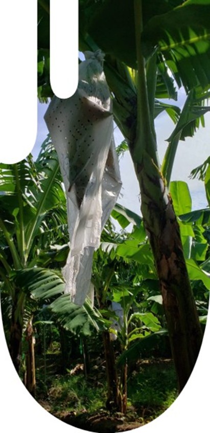 Banana Tree Bag in bioplastica compostabile applicata in campo agricolo